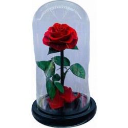 Παντοτινό Τριαντάφυλλο Κόκκινο 19cm RF22