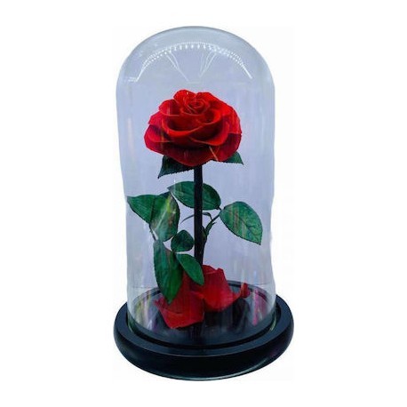 Παντοτινό Τριαντάφυλλο Κόκκινο 19cm RF22